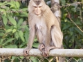 Northern Pig-tailed Macaque -  Khao Yai NP--Km.30 viewpoint & fire station vicinity  - Feb 10 2024