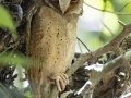 White-fronted Scops-Owl - Kaeng Krachan NP--stream crossings 1–3, Phetchaburi, Thailand - Feb 8 2024
