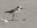 Kentish Plover - Samut Maneerat Salt Pans - Samut Sakhon - Thailand, Feb 6 2024