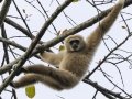 Lar Gibbon - Khao Yai NP - KM 30 Viewpoint  - Nathon Ratchasima - Thailand,  Feb 10, 2024
