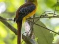 Orange-breasted Trogon - Kaeng Krachan NP - Stream Crossings 1-3 - Phetchaburi - Thailand, Feb 8 2024