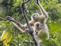 Lar Gibbon - Khao Yai NP - KM 30 Viewpoint  - Nathon Ratchasima - Thailand,  Feb 10, 2024