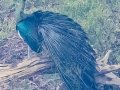 Green Peafowl - Huai Hong Khrai - Chiang Mai - Thailand, Feb 13 2024