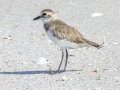 Greater Sand-Plover - Samut Maneerat Salt Pans - Samut Sakhon - Thailand, Feb 6 2024