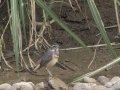 Siberian Rubythroat - Mae Ai Paddlies - Chiang Mai - Thailand, Feb 16 2024