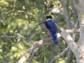 Black-capped Kingfisher - Rot Fai Park (Wachira Benchatat Park), Krung Thep Maha Nakhon [Bangkok], Thailand - Feb 5 2024