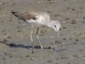 Common Greenshank  - Samut Maneerat Salt Pans - Samut Sakhon - Thailand, Feb 6 2024