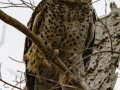 Spot-bellied Eagle-Owl - Moo Si Subdistrict Municipality Office, Nakhon Ratchasima, Thailand - Feb 10 2024