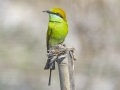 Asian Green Bee-eater - Ban Thi paddies--east, Lamphun, Thailand - Feb 13 2024
