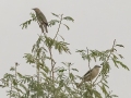 Chestnut-tailed Starlings - Mae Ai Paddlies - Chiang Mai - Thailand, Feb 16 2024