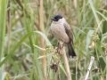 Sooty-headed Bulbul - Mae Ai Paddlies - Chiang Mai - Thailand, Feb 16 2024