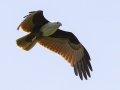 Brahminy Kite - Hat Chao Samran - Thetsaban 4 Alley Wetlands - Phetchaburi - Thailand, Feb 6 2024