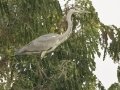 Gray Heron - Mae Ai Paddlies - Chiang Mai - Thailand, Feb 16 2024