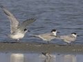 Common Tern - Samut Maneerat Salt Pans - Samut Sakhon - Thailand, Feb 6 2024