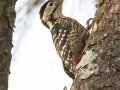 Stripe-breasted Woodpecker - Doi Pha Hom Pok NP - KM 21 trail on Doi Angkhang - Chiang Mai - Thailand, Feb 15, 2024