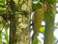Streak-breasted Woodpecker - Kaeng Krachan NP - Tree Tunnel - Phetchaburi - Thailand, Feb 8 2024