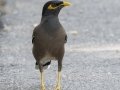 Common Myna - Rot Fai Park (Wachira Benchatat Park), Krung Thep Maha Nakhon [Bangkok], Thailand - Feb 5 2024
