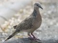 Spotted Dove - Rot Fai Park (Wachira Benchatat Park), Krung Thep Maha Nakhon [Bangkok], Thailand - Feb 5 2024