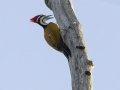 Common Flameback - Kaeng Krachan NP - Tree Tunnel - Phetchaburi - Thailand, Feb 8 2024