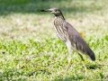 Chinese Pond-Heron - Rot Fai Park (Wachira Benchatat Park), Krung Thep Maha Nakhon [Bangkok], Thailand - Feb 5 2024