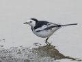 White Wagtail - Mae Ai Paddlies - Chiang Mai - Thailand, Feb 16 2024