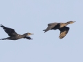 Indian Cormorants - Hat Chao Samran - Thetsaban 4 Alley Wetlands - Phetchaburi - Thailand, Feb 6 2024