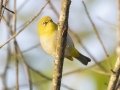 Swinhoe's White-eye - Doi Pha Hom Pok NP - KM 21 trail on Doi Angkhang - Chiang Mai - Thailand, Feb 15, 2024