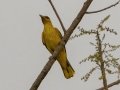 Black-naped Oriole - Khao Yai NP - Thanarat Lodges - Nakhon Nayok - Thailand, Feb 10 2024
