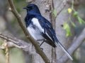 Oriental Magpie-Robin - Rot Fai Park (Wachira Benchatat Park), Krung Thep Maha Nakhon [Bangkok], Thailand - Feb 5 2024