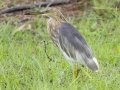 Java Pond-Heron - Rot Fai Park (Wachira Benchatat Park), Krung Thep Maha Nakhon [Bangkok], Thailand - Feb 5 2024