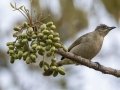 Streak-eared Bulbul - Kaeng Krachan Country Club - Phetchaburi - Thailand, Feb 9 2024
