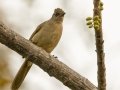 Streak-eared Bulbul - Kaeng Krachan Country Club - Phetchaburi - Thailand, Feb 9 2024