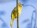 Flavescent Bulbul - Doi Pha Hom Pok NP - KM 21 trail on Doi Angkhang - Chiang Mai - Thailand, Feb 15, 2024