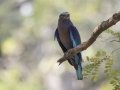 Indochinese Roller - Rot Fai Park (Wachira Benchatat Park), Krung Thep Maha Nakhon [Bangkok], Thailand - Feb 5 2024