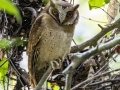 White-fronted Scops-Owl - Kaeng Krachan NP--stream crossings 1–3, Phetchaburi, Thailand - Feb 8 2024
