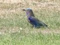 Indochinese Roller - Rot Fai Park (Wachira Benchatat Park), Krung Thep Maha Nakhon [Bangkok], Thailand - Feb 5 2024