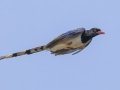 Red-billed Blue-Magpie - Mae Taeng TH-Chiang Mai - Chiang Mai - Thailand, Feb 13 2024