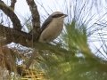 Gray-backed Shrike - Doi Pha Hom Pok NP - KM 21 trail on Doi Angkhang - Chiang Mai - Thailand, Feb 15, 2024