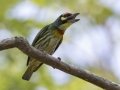 Coppersmith Barbet - Rot Fai Park (Wachira Benchatat Park), Krung Thep Maha Nakhon [Bangkok], Thailand - Feb 5 2024