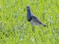 Gray-headed Lapwing - Cho Lae Paddies - Chiang Mai - Thailand, Feb 13 2024