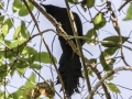 Ratchet-tailed Treepie - Kaeng Krachan NP - KM 22 Vicinity - Phetchaburi - Thailand, Feb 7 2024