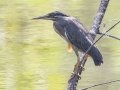 Striated Heron - Hat Chao Samran - Thetsaban 4 Alley Wetlands - Phetchaburi - Thailand, Feb 6 2024