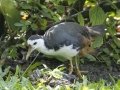 White-breasted Waterhen - Rot Fai Park (Wachira Benchatat Park), Krung Thep Maha Nakhon [Bangkok], Thailand - Feb 5 2024
