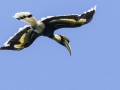 Great Hornbill  -  Kaeng Krachan NP - KM 22 Vicinity - Phetchaburi - Thailand