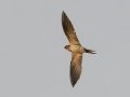 Red-rumped Swallow - Khao Yai NP - Thanarat Lodges - Nakhon Nayok - Thailand, Feb 10 2024