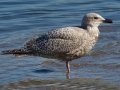 Iceland Gull