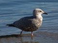 Iceland Gull