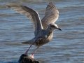 Iceland Gull