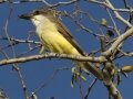 Thick-billed Kingbird
