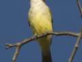 Thick-billed Kingbird